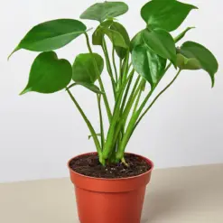 Monstera 'Split-Leaf' Deliciosa houseplant
