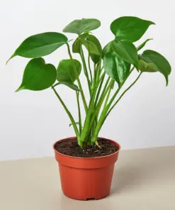 Monstera 'Split-Leaf' Deliciosa houseplant
