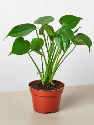 Monstera 'Split-Leaf' Deliciosa houseplant