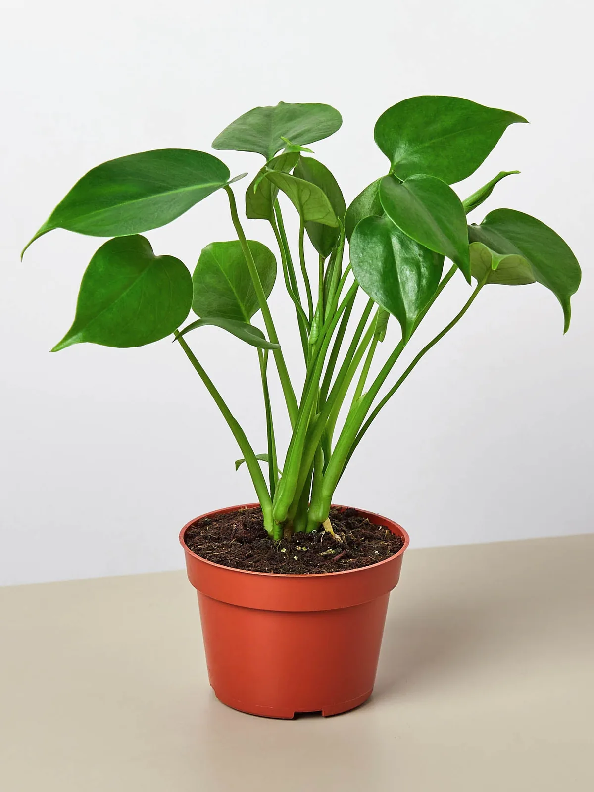 Monstera 