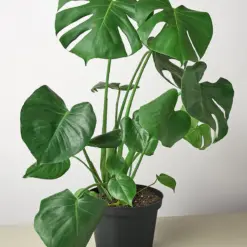 Monstera 'Split-Leaf' Deliciosa — additional view