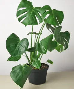 Monstera 'Split-Leaf' Deliciosa — additional view