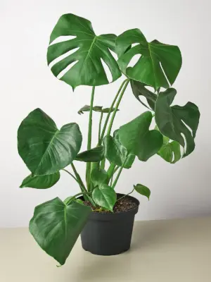 Monstera 'Split-Leaf' Deliciosa — additional view