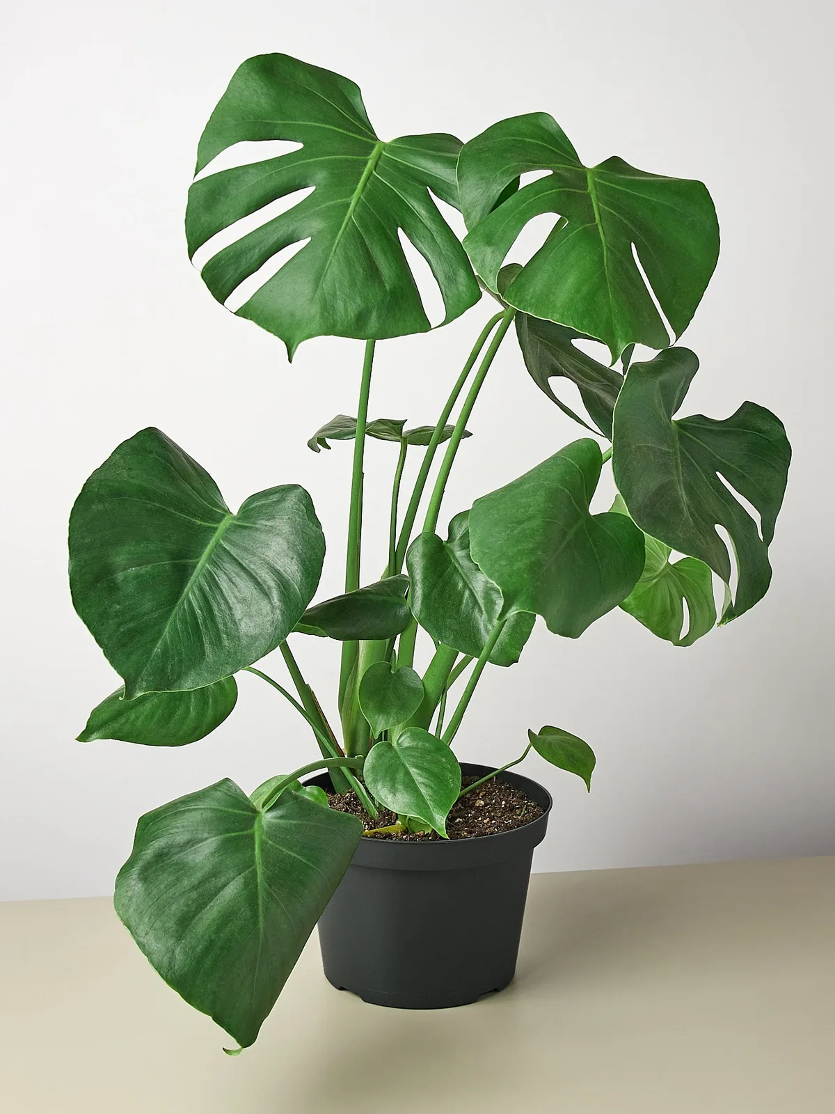 Monstera 