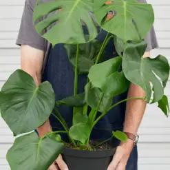 Monstera 'Split-Leaf' Deliciosa — additional view