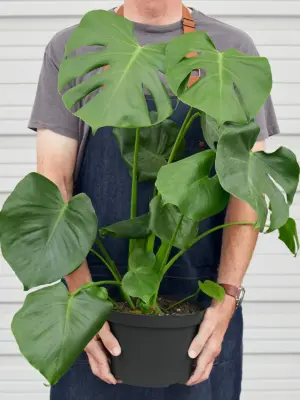 Monstera 'Split-Leaf' Deliciosa — additional view
