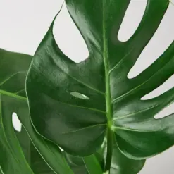 Monstera 'Split-Leaf' Deliciosa — leaf detail close-up