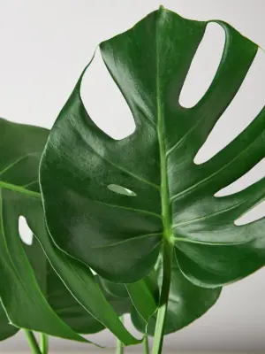 Monstera 'Split-Leaf' Deliciosa — leaf detail close-up