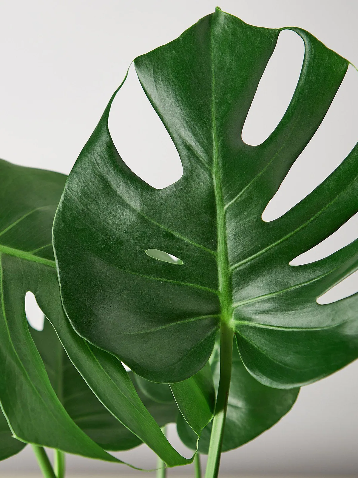 Monstera 