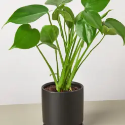 Monstera 'Split-Leaf' Deliciosa — additional view