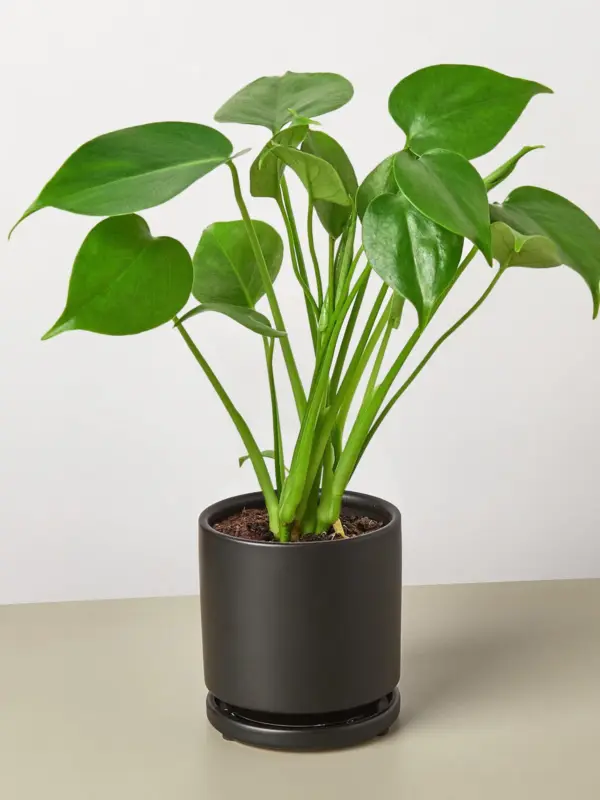 Monstera 'Split-Leaf' Deliciosa — additional view