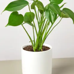 Monstera 'Split-Leaf' Deliciosa — additional view