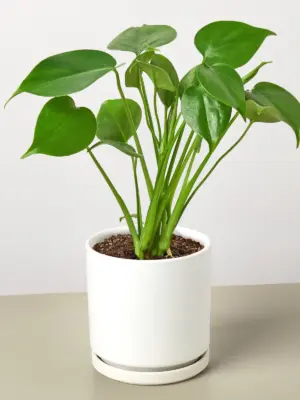 Monstera 'Split-Leaf' Deliciosa — additional view
