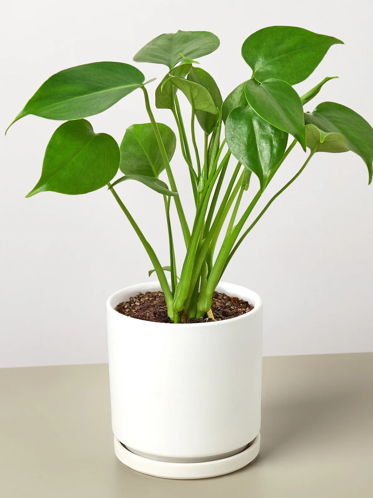 Monstera 