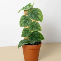 Monstera 'Dubia' (Shingle Plant)