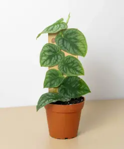 Monstera 'Dubia' (Shingle Plant)