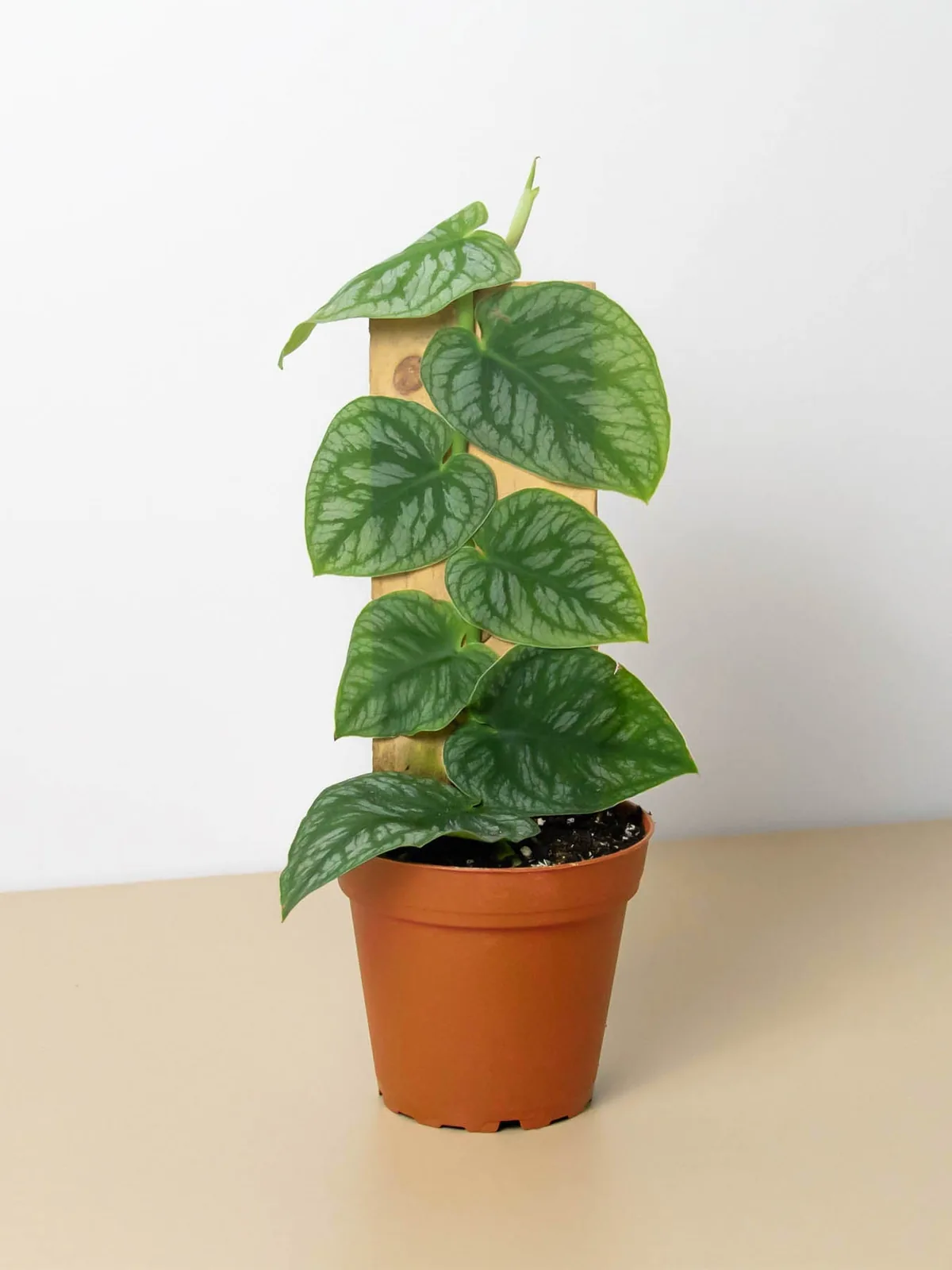Monstera 