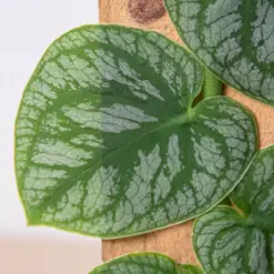 Monstera 'Dubia' (Shingle Plant) — additional view