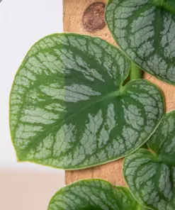 Monstera 'Dubia' (Shingle Plant) — additional view