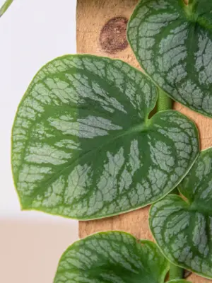 Monstera 'Dubia' (Shingle Plant) — additional view