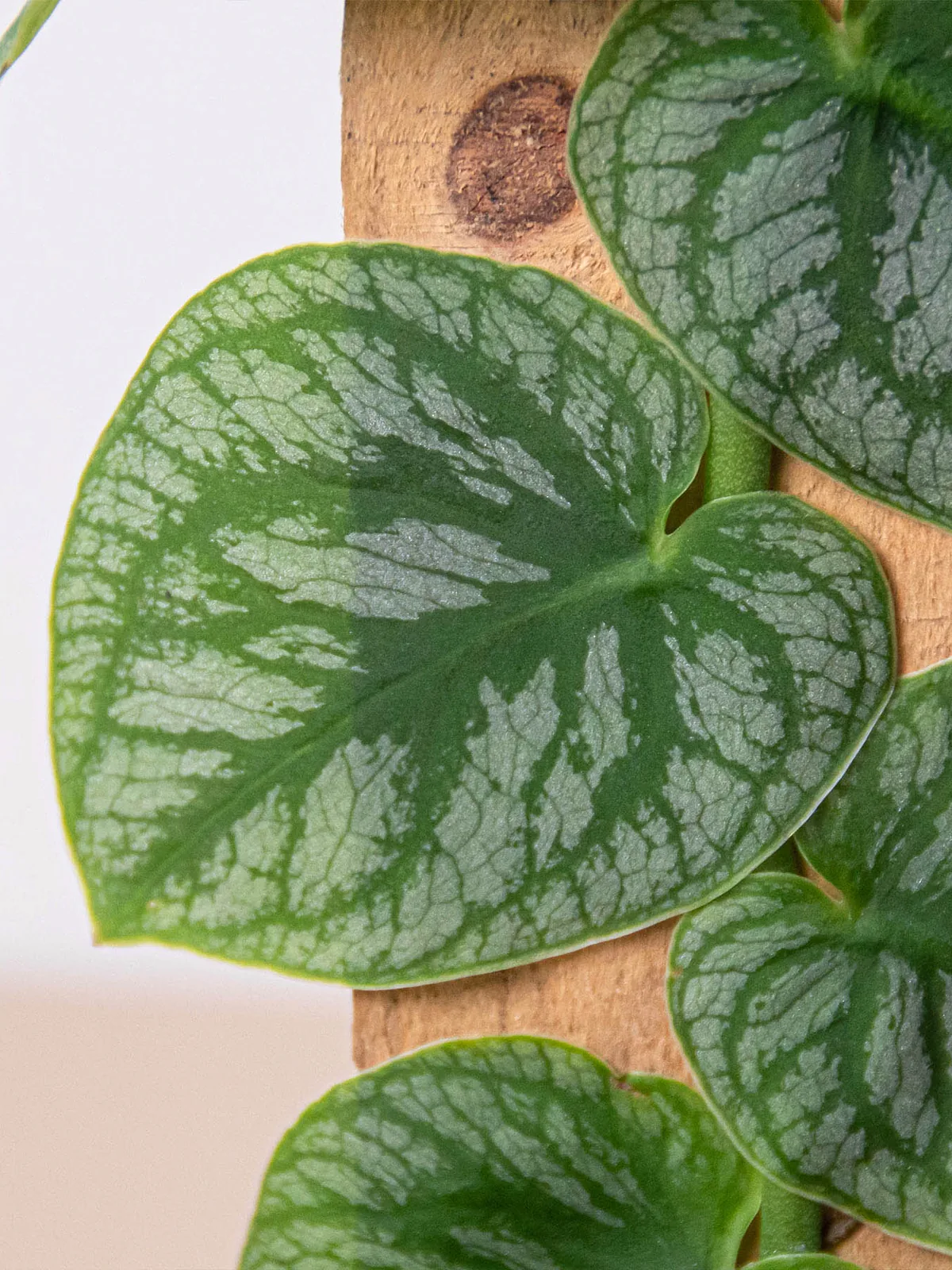 Monstera 
