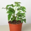 Philodendron Mini Monstera Minima houseplant