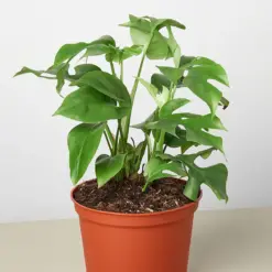 Philodendron Mini Monstera Minima houseplant