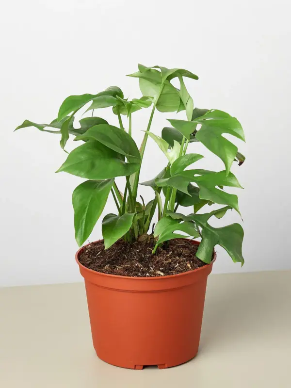 Philodendron Mini Monstera Minima houseplant