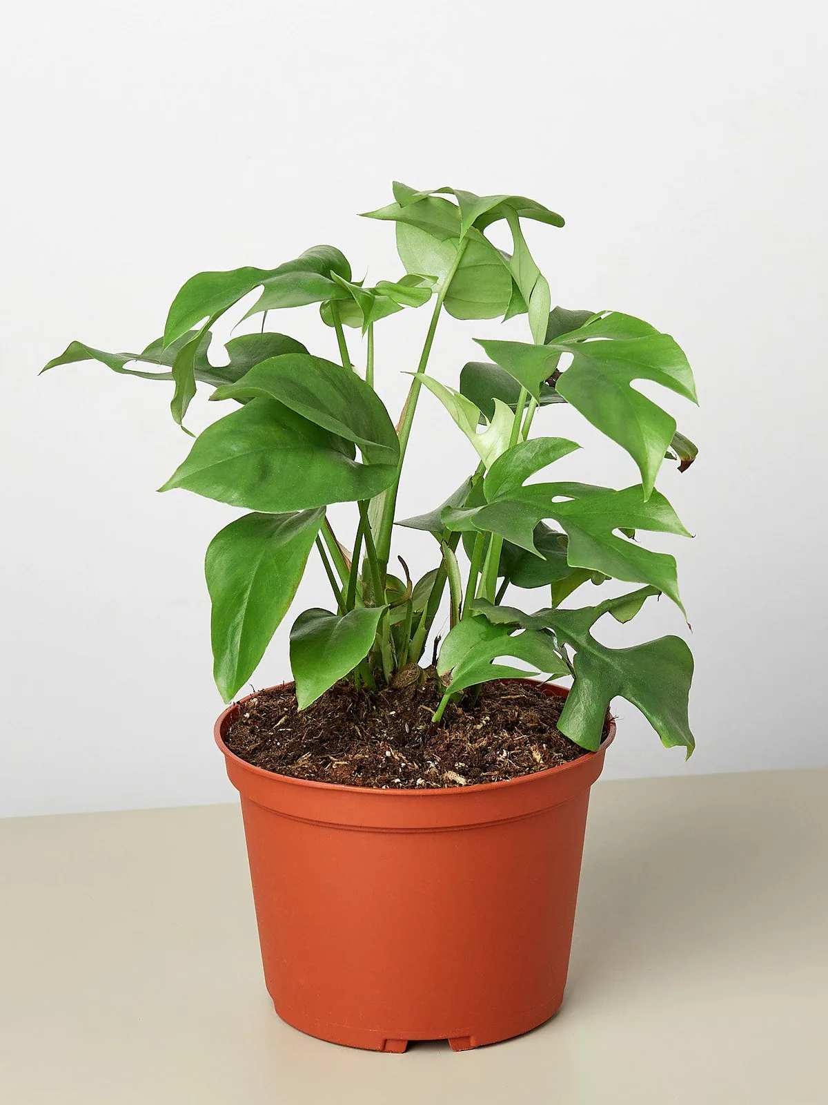 Philodendron Mini Monstera Minima houseplant