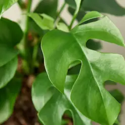 Philodendron Mini Monstera Minima — leaf detail close-up