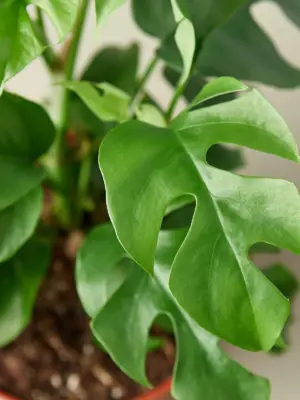 Philodendron Mini Monstera Minima — leaf detail close-up