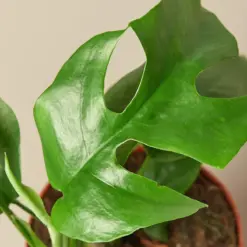 Philodendron Mini Monstera Minima — leaf detail close-up