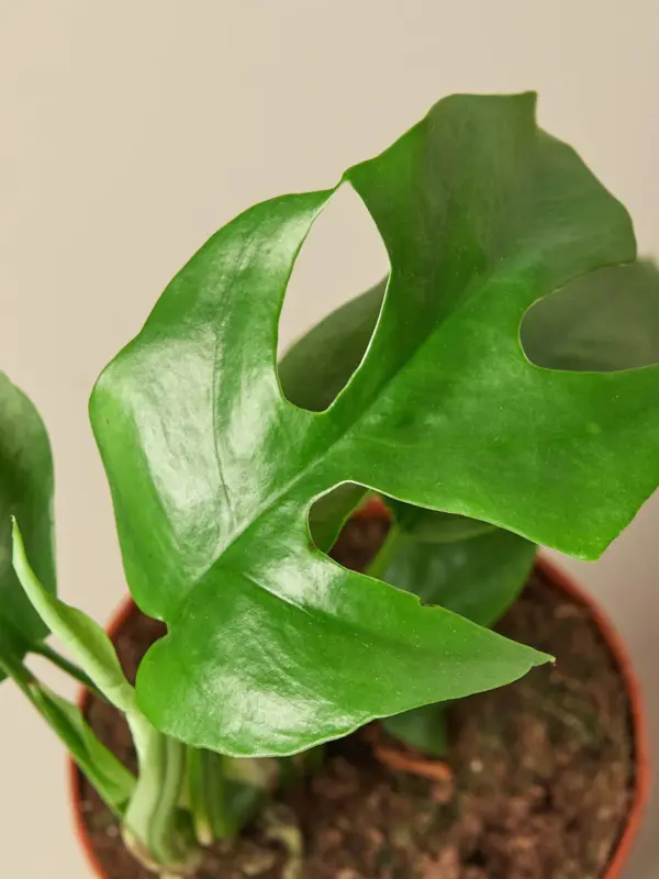 Philodendron Mini Monstera Minima — leaf detail close-up