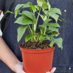 Philodendron Mini Monstera Minima — additional view