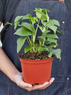 Philodendron Mini Monstera Minima — additional view