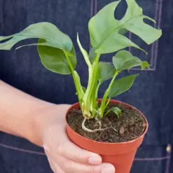 Philodendron Mini Monstera Minima — additional view