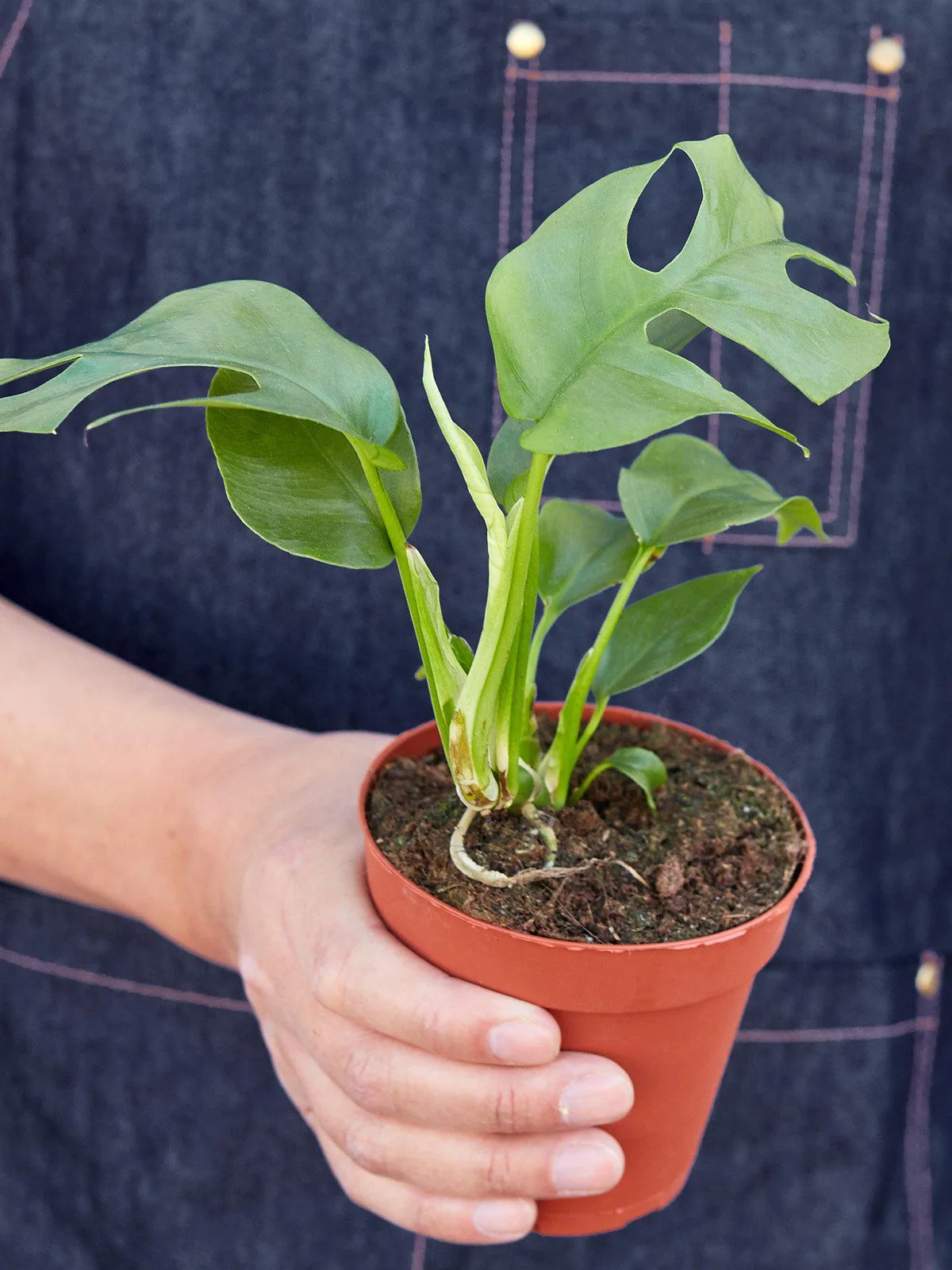 Philodendron Mini Monstera Minima — additional view