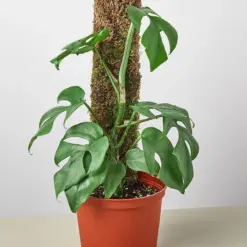 Philodendron Mini Monstera Minima — additional view