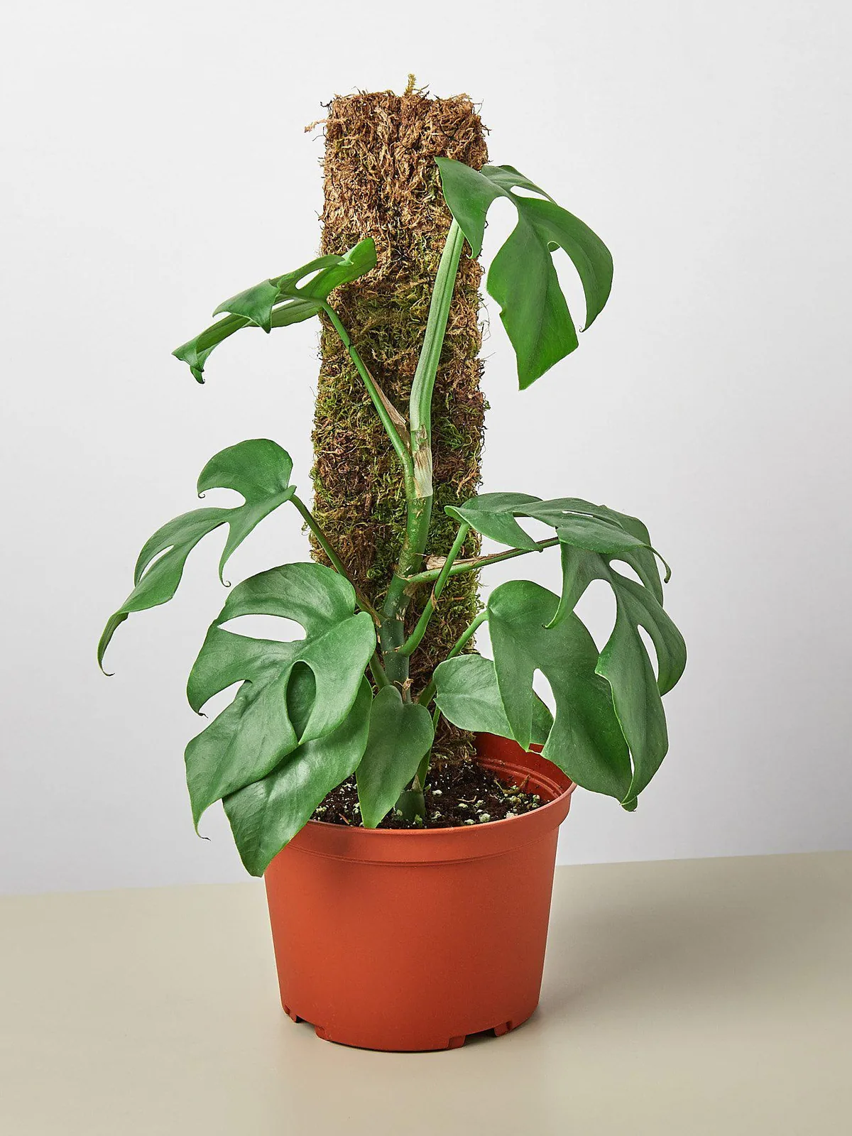 Philodendron Mini Monstera Minima — additional view