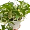 Monstera Mutant Manjula houseplant