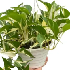 Monstera Mutant Manjula houseplant
