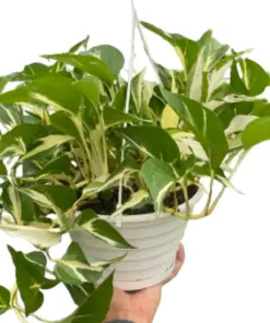 Monstera Mutant Manjula houseplant