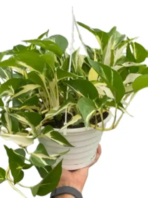 Monstera Mutant Manjula houseplant