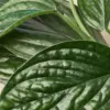 Monstera 'Peru' houseplant