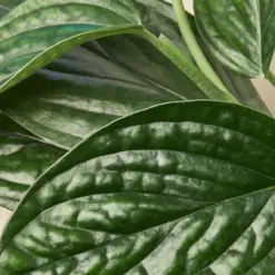 Monstera 'Peru' houseplant