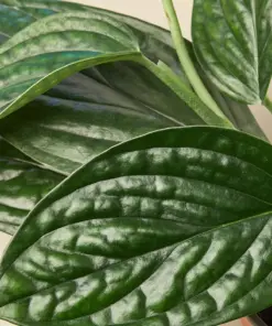 Monstera 'Peru' houseplant