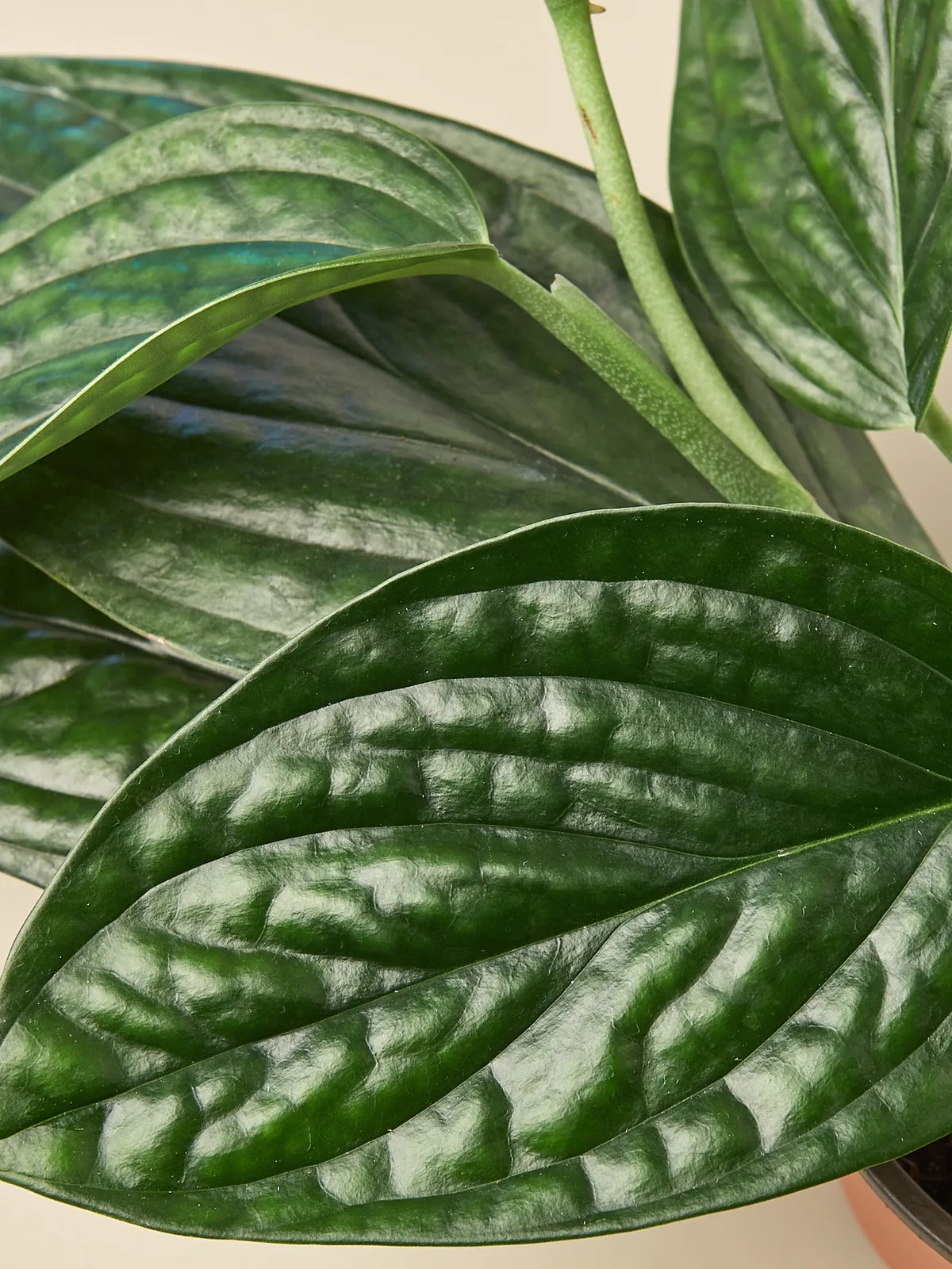 Monstera 