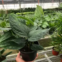 Monstera 'Peru' — additional view