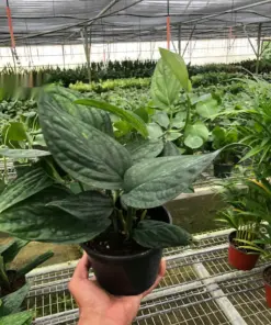Monstera 'Peru' — additional view