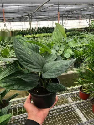 Monstera 'Peru' — additional view